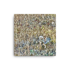 Hungry Coyote Canvas